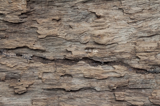 Close up of wooden texture