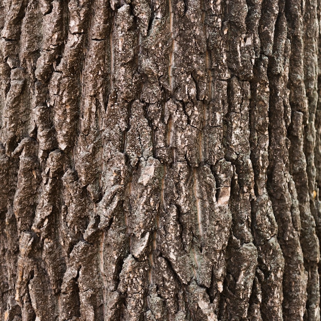 Close-up wooden tree trunk texture