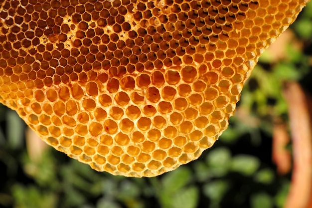 Close up yellow beautiful honeycomb with honey                               