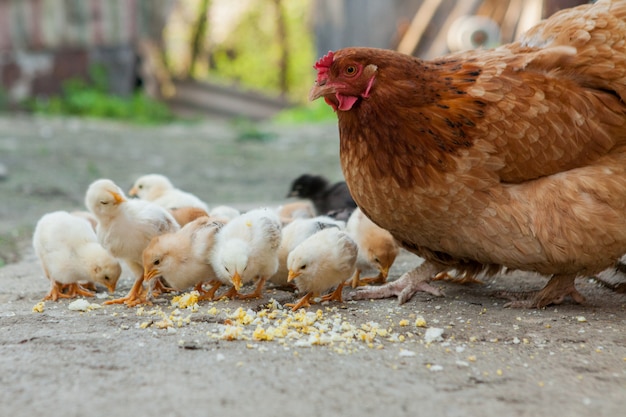 Close up yellow chicks on the floor , Beautiful yellow little chickens, Group of yellow chicks