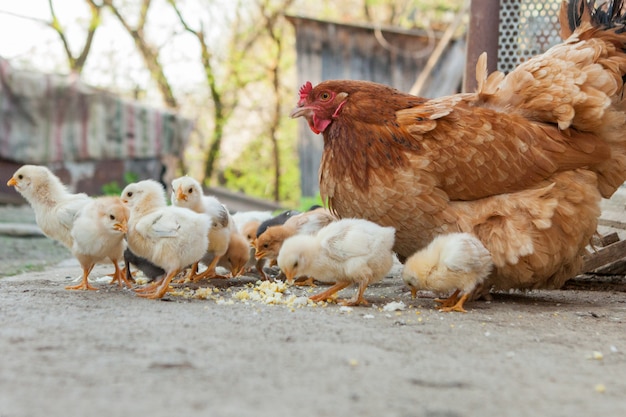 Close up yellow chicks on the floor , Beautiful yellow little chickens, Group of yellow chicks