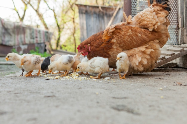 Close up yellow chicks on the floor