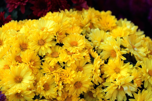 Close up yellow chrysanthemums flowers