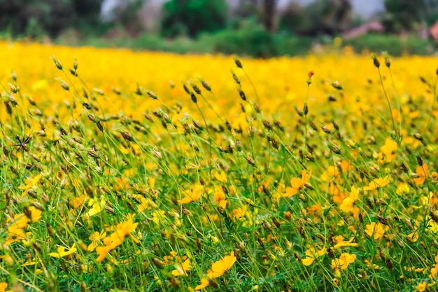 close up yellow cosmos flower for background