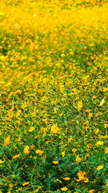 Close up yellow cosmos flower for background