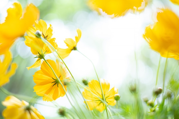 Close up yellow cosmos flowers