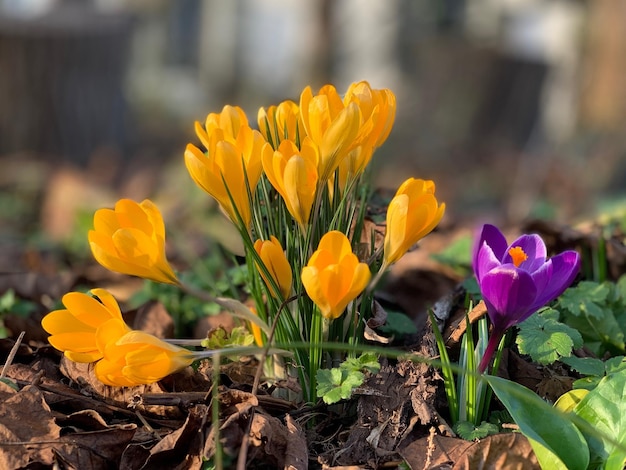 Close-up of yellow crocus flowers on field