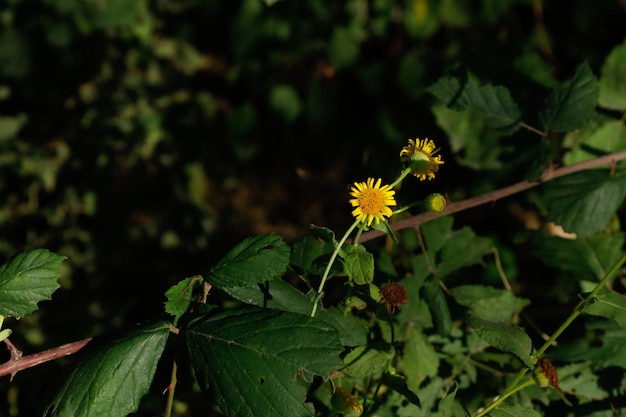 close-up yellow daisy in beautiful flower garden.