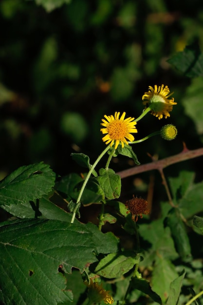 close-up yellow daisy in beautiful flower garden.