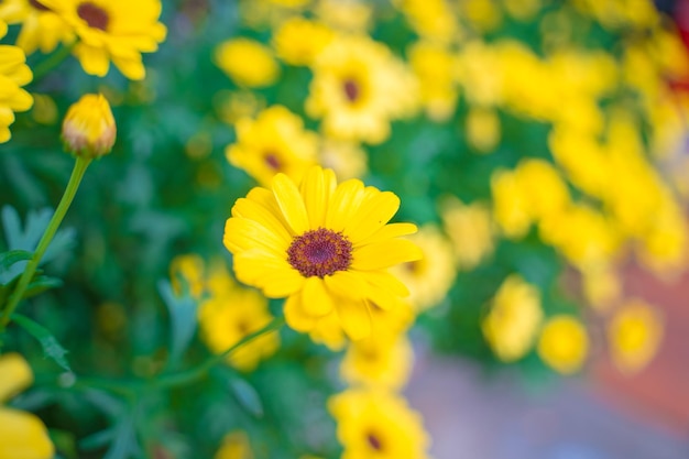 Close up on yellow daisy field under the morning sunlight Beautiful golden flower on green grass Freshness concept