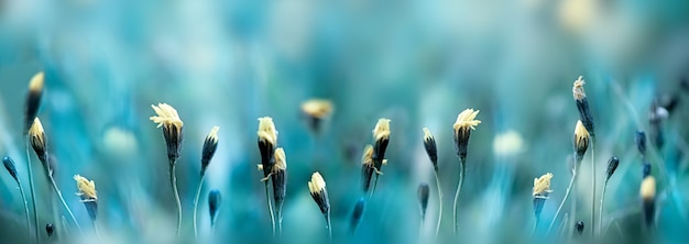 Close-up yellow Dandelion flowers on the summer meadow field. Soft blue nature floral panoramic background