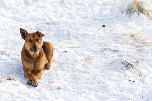 Close-up of yellow dog pet on white snow outdoors