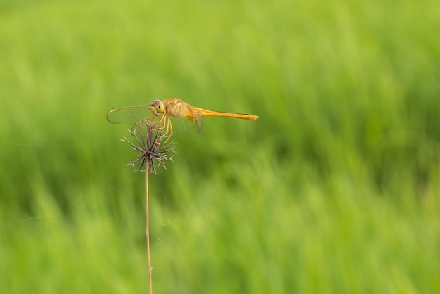 Close up of yellow dragonfly resting on grass