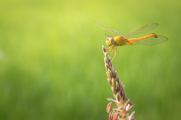 Close up of yellow dragonfly resting on grass