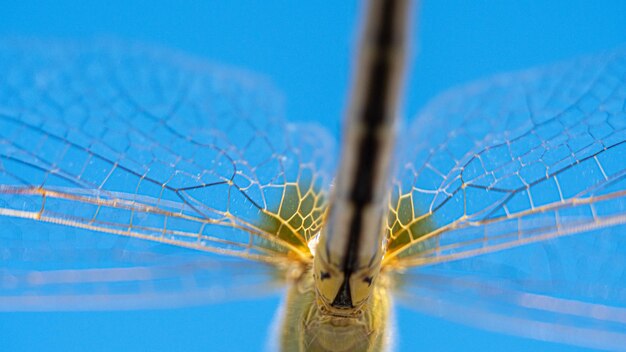 Close-up of a yellow dragonfly standing on the tip of a rusty iron