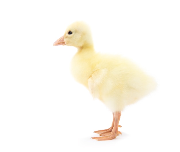 Close up on yellow duckling isolated