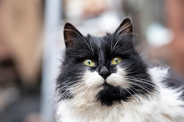 Close up of the yellow eyes of a black and white cat that looks straight