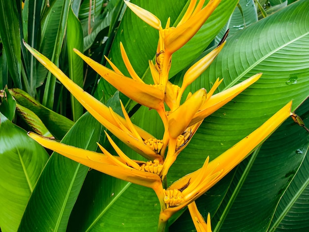 Close up of yellow flower in the garden background beautiful nature toning spring nature design