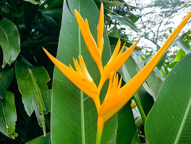 Close up of yellow flower in the garden background beautiful nature toning spring nature design