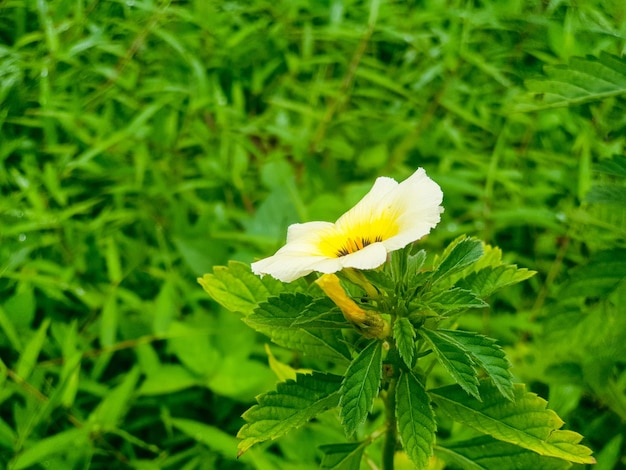 Close up of yellow flower in the garden background beautiful nature toning spring nature design