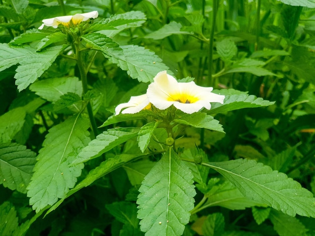 Close up of yellow flower in the garden background beautiful nature toning spring nature design