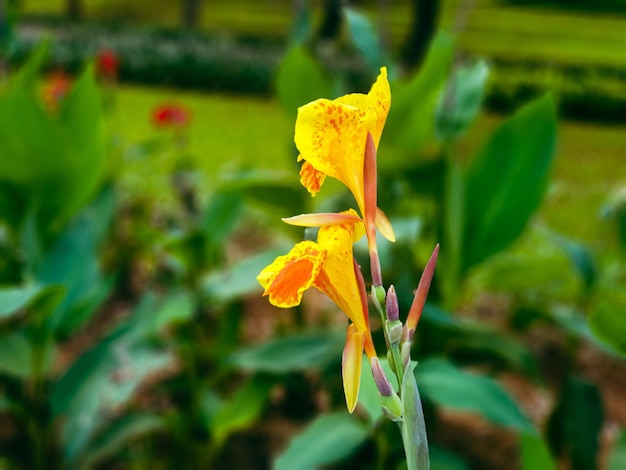 Close up of yellow flower in the garden background beautiful nature toning spring nature design