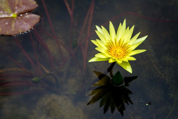 Photo close-up of yellow flower in water