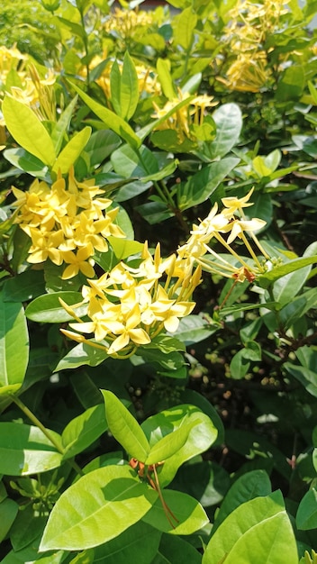 A close up of a yellow flower with the word honey on it