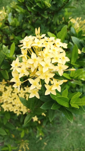 A close up of a yellow flower with the word jasmine on it