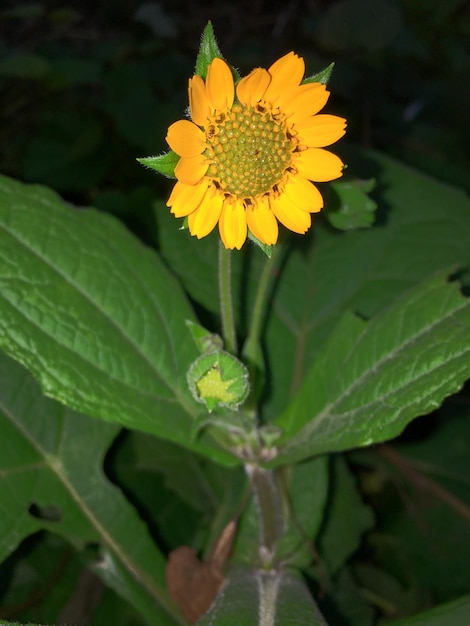 Close-up of yellow flower