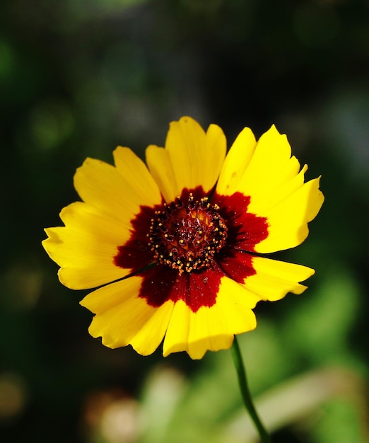 Close-up of yellow flower