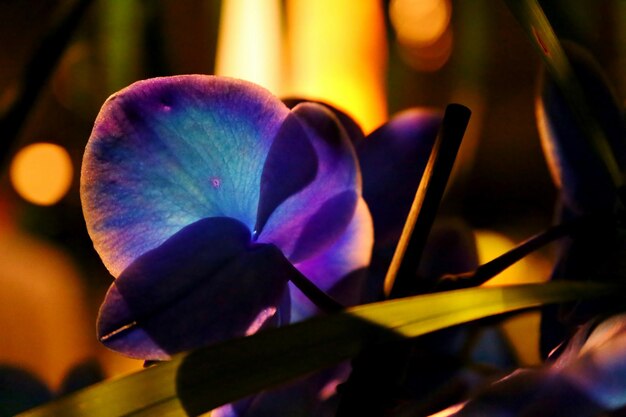 Photo close-up of yellow flower