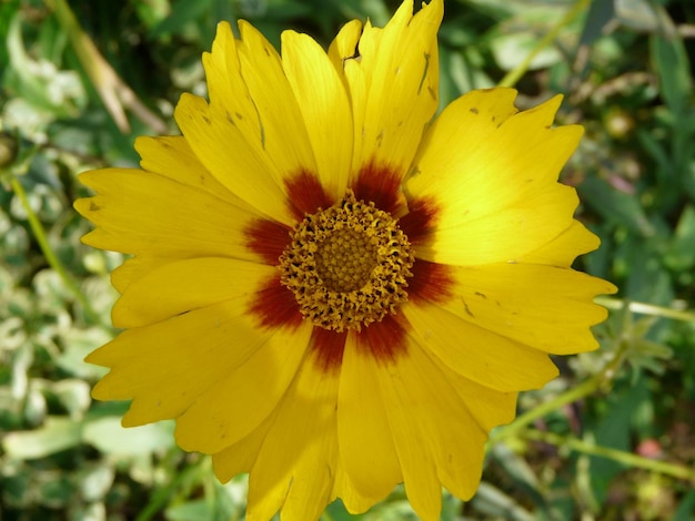 Close-up of yellow flower