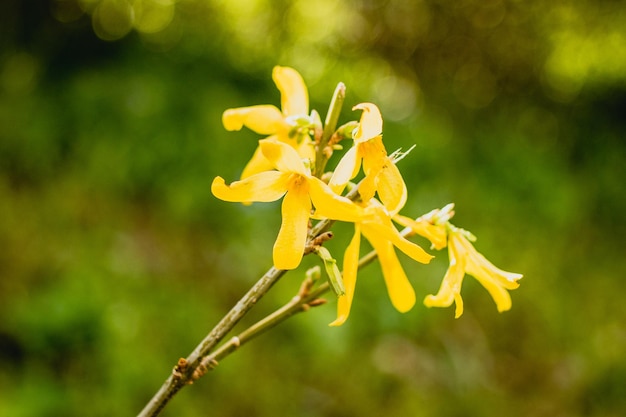 Close-up of yellow flower