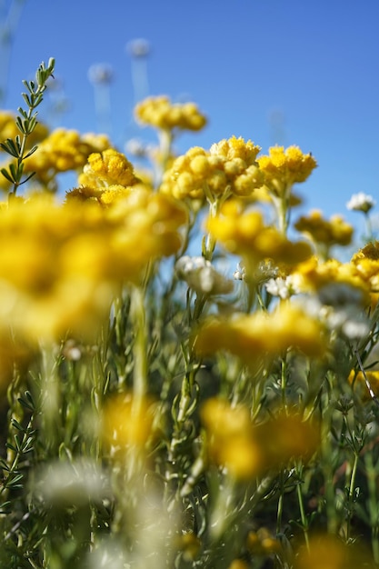 Photo close-up of yellow flowering plant against sky