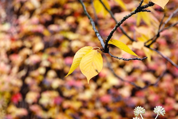 Photo close-up of yellow flowering plant during autumn