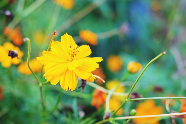 Photo close-up of yellow flowering plant on field