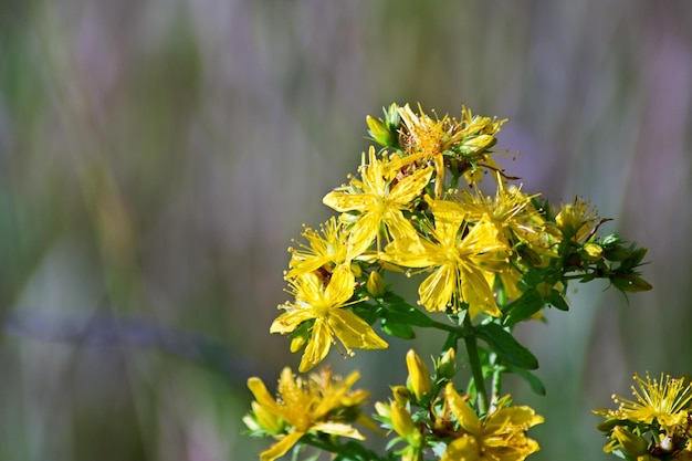 Close-up of yellow flowering plant