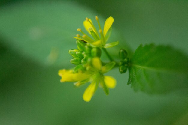 Photo close-up of yellow flowering plant