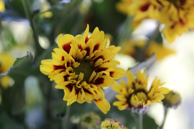 Close-up of yellow flowering plant