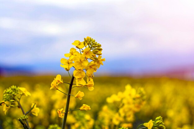 Close-up of yellow flowering plant