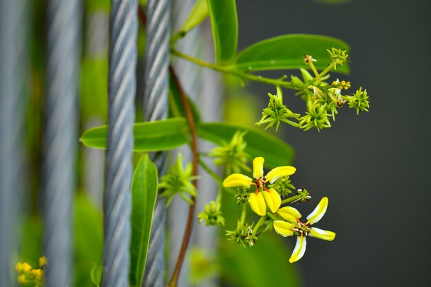 Close-up of yellow flowering plant