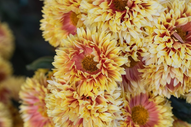 Photo close-up of yellow flowering plant