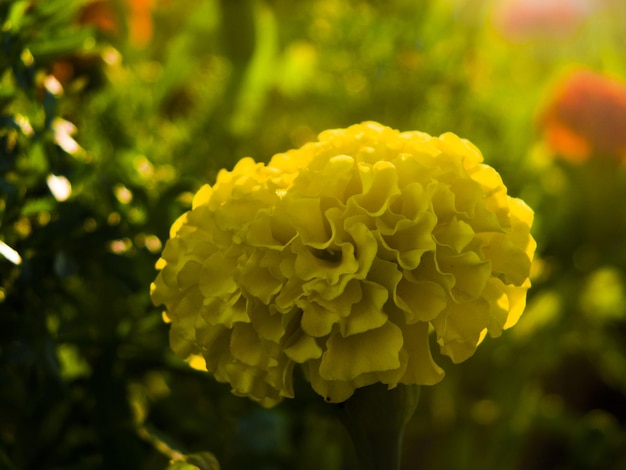 Close-up of yellow flowering plant