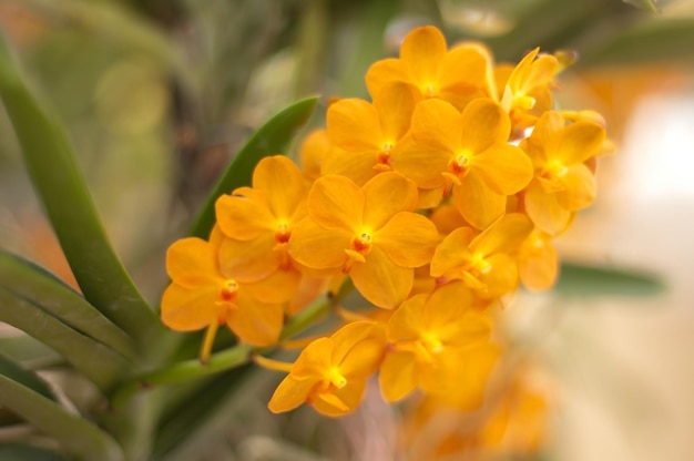 Close-up of yellow flowering plant