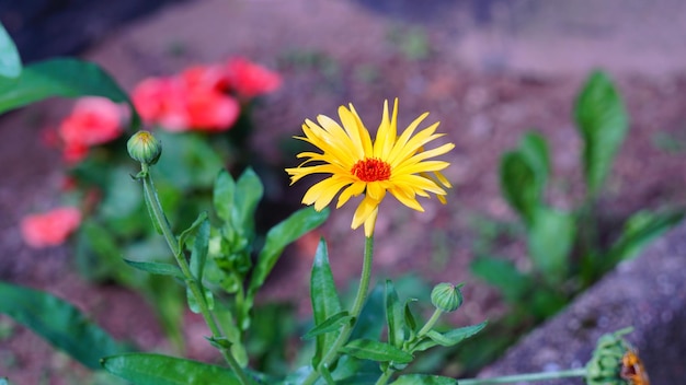 Photo close-up of yellow flowering plant