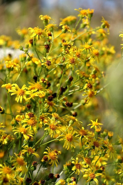 Close-up of yellow flowering plant