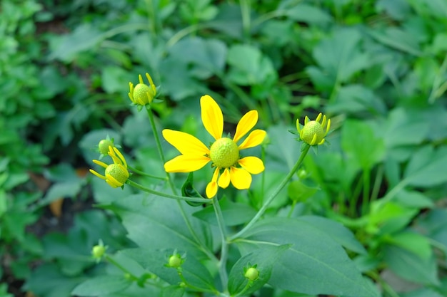 Close-up of yellow flowering plant