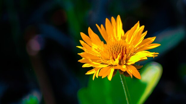 Photo close-up of yellow flowering plant