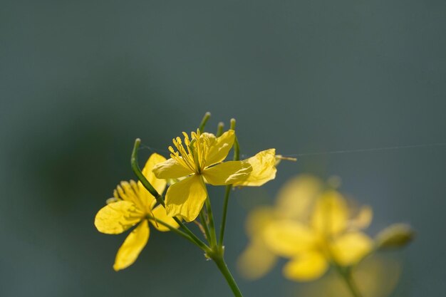 Close-up of yellow flowering plant